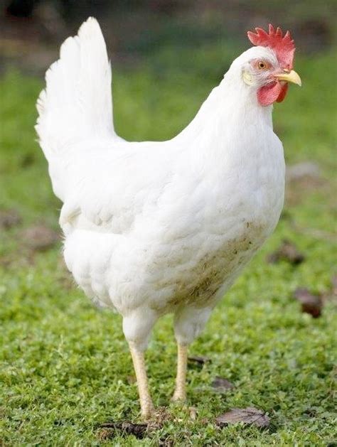 Order Day-Old White Leghorn Chicks at Chickens for Backyards - a Popular White Egg Laying Chicken Great for Backyard Flocks & Raising …